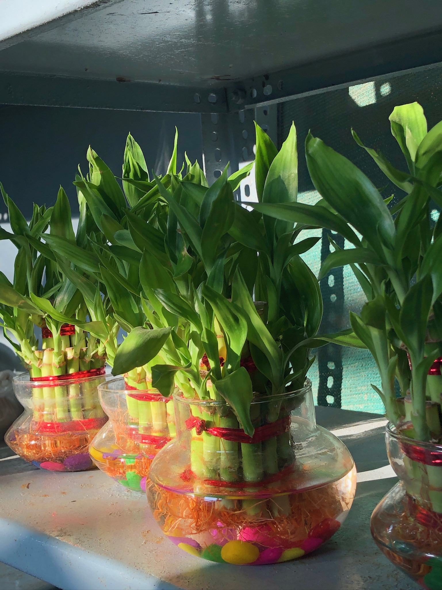 Potting Area